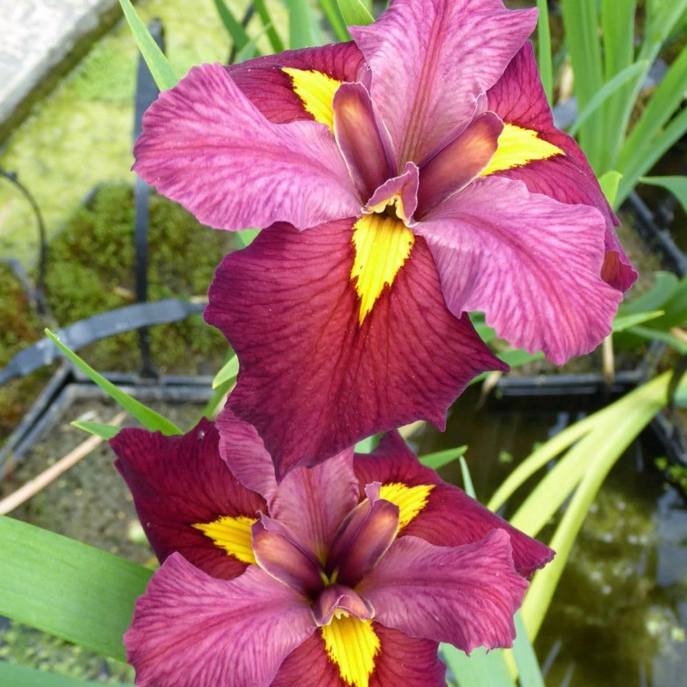 Thompson and Morgan Iris Louisiana Ann Chowning Plant Pot 9cm 2 Pack Image 2