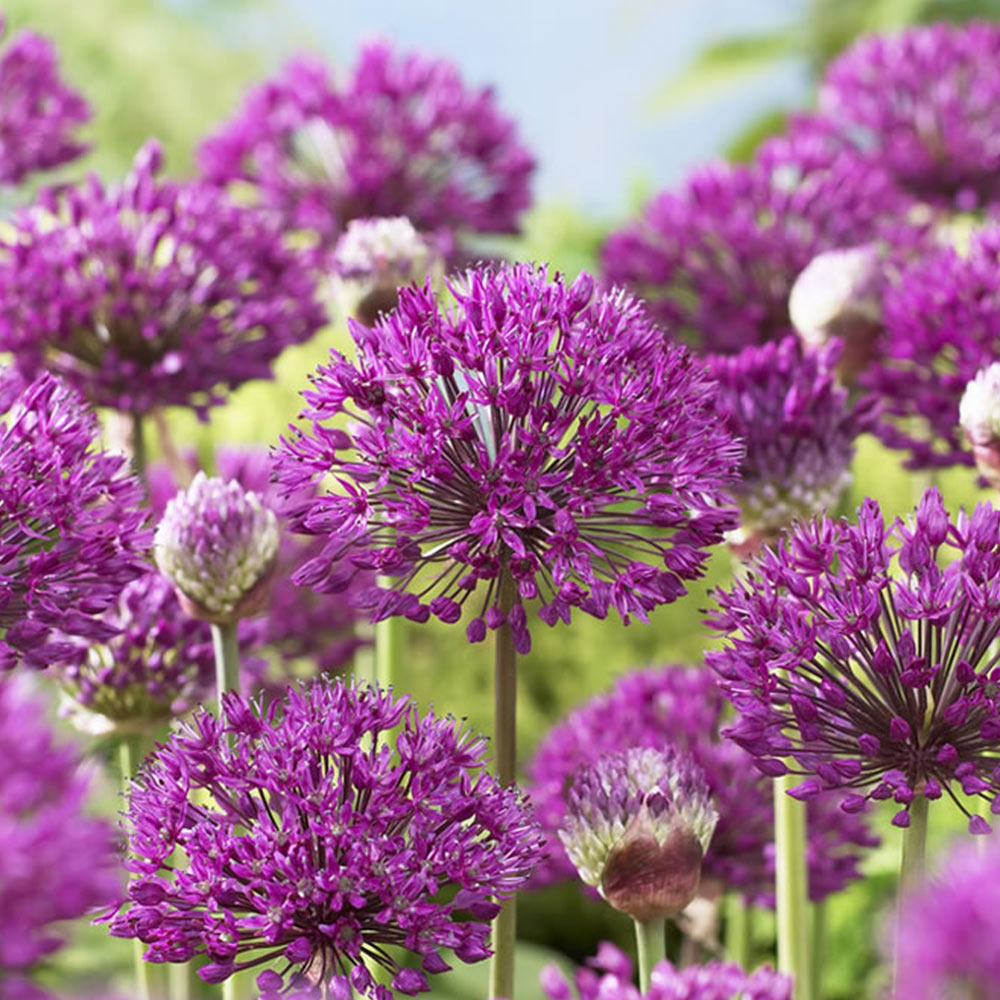 Wilko Autumn Bulbs Allium Collection 24pk Wilko