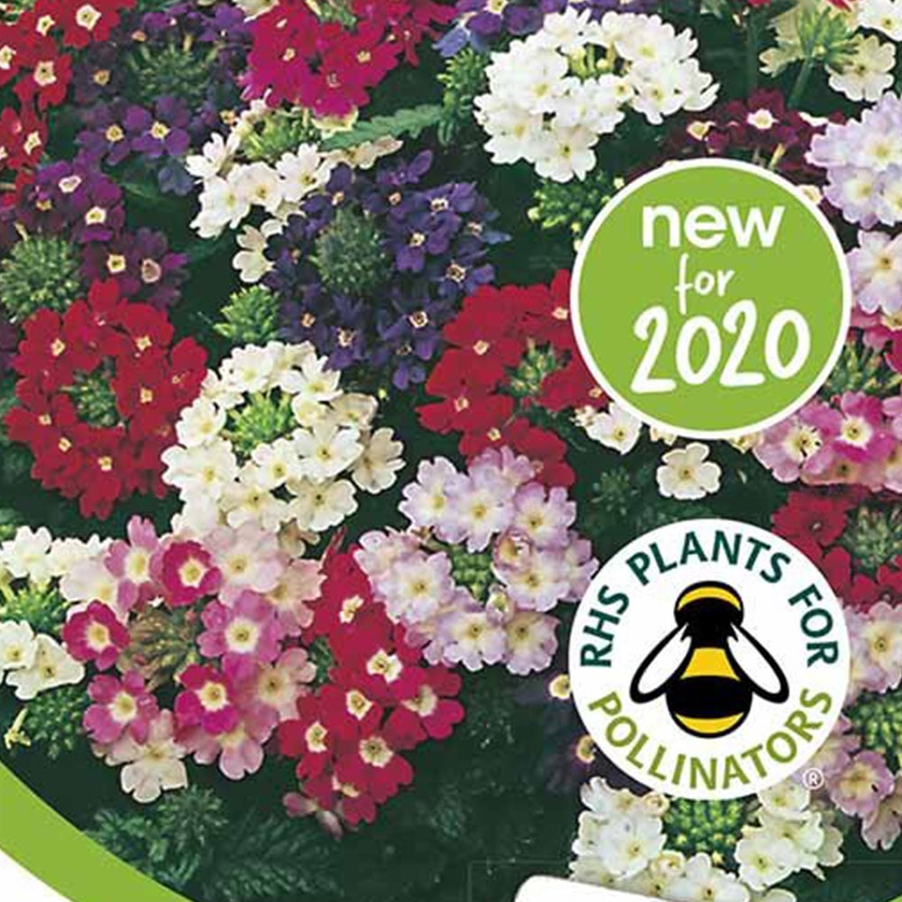 Wilko Verbena Compact Mixed Flower Seeds Image 2