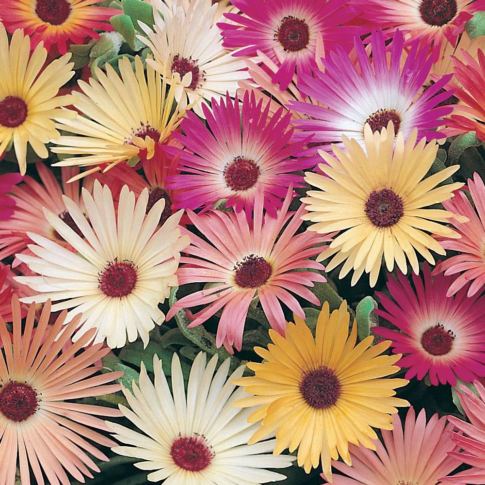 Wilko Mesembryanthemum Mix Flower Seeds Image 1