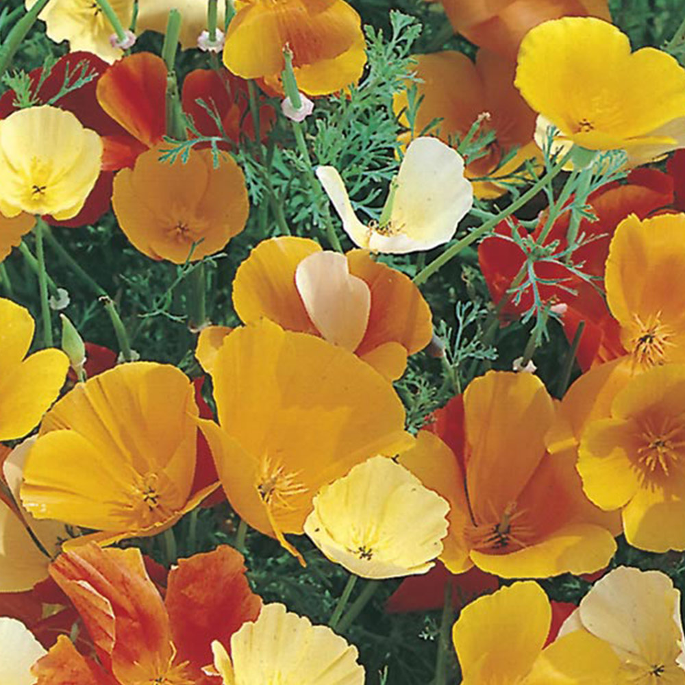 Wilko Californian Poppy Single Mixed Seeds Image 2