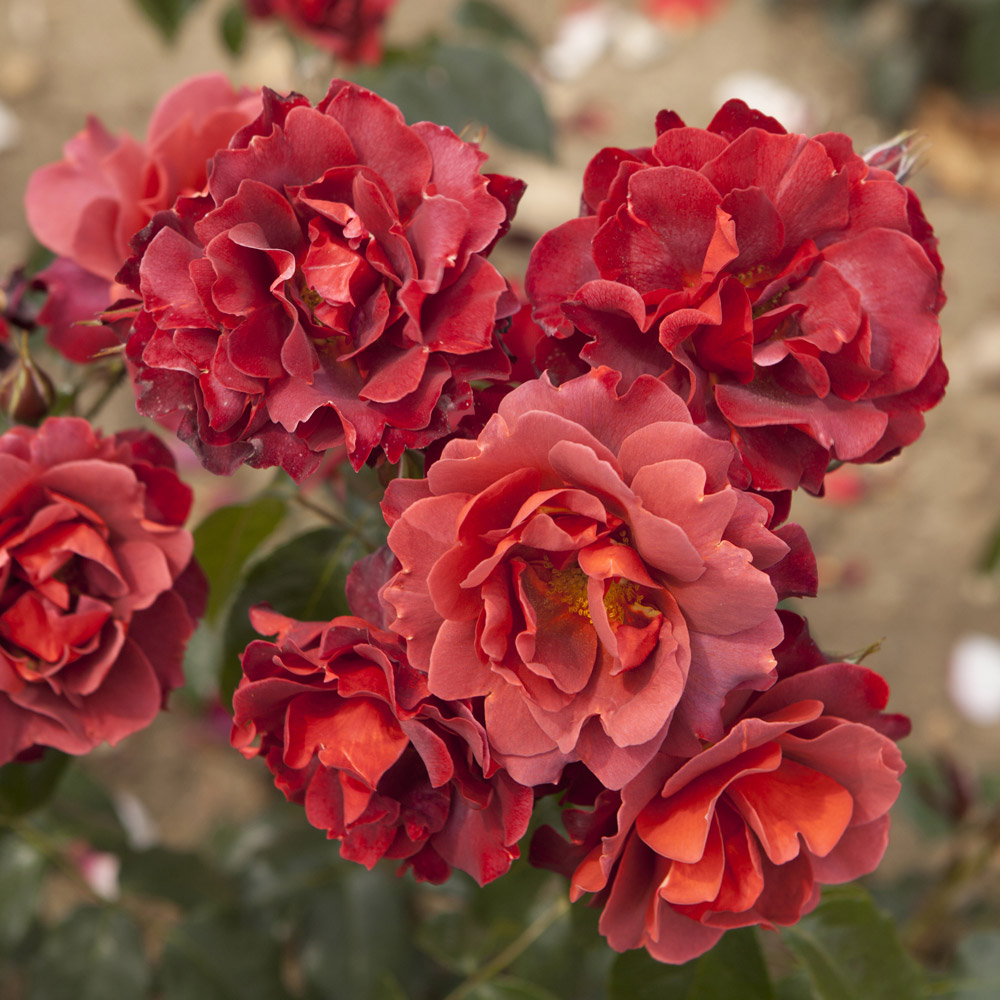 YouGarden Hot Chocolate Rose Pot 3L Image 3