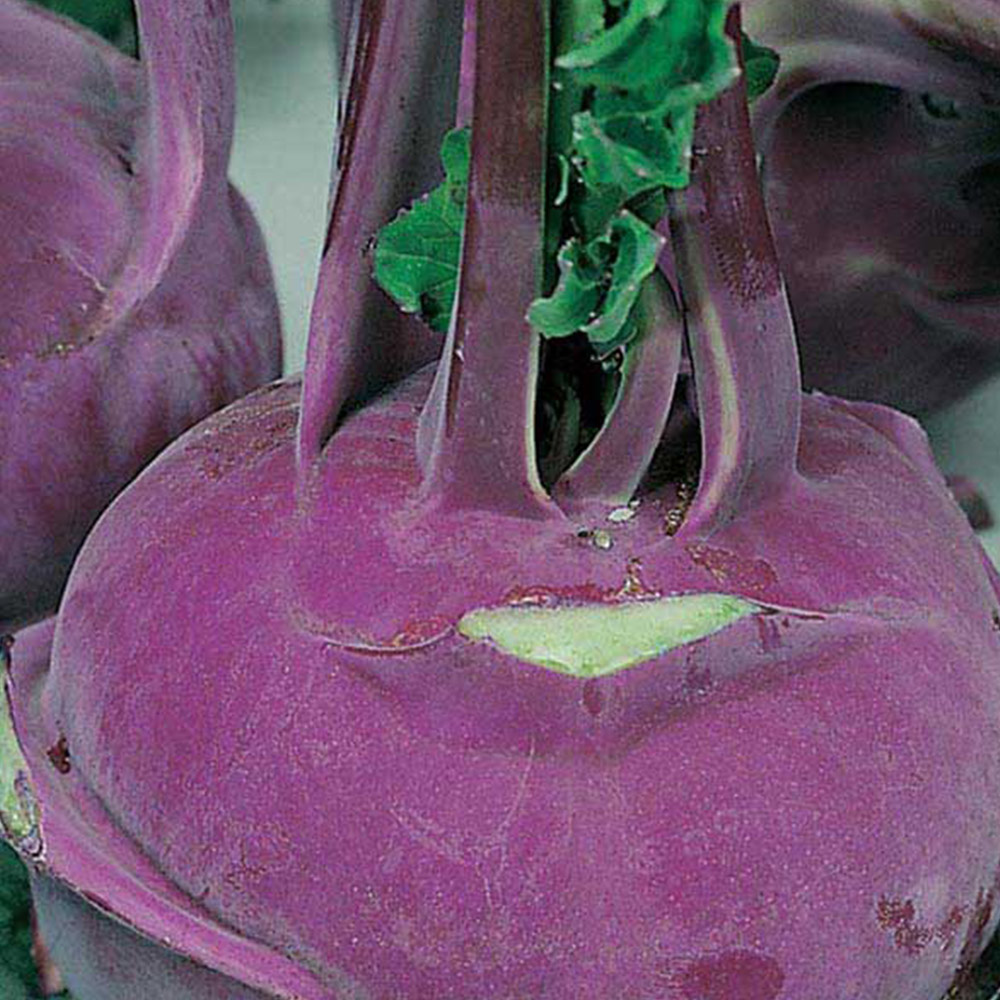 Wilko Kohlrabi Purple Vienna Seeds Image 2