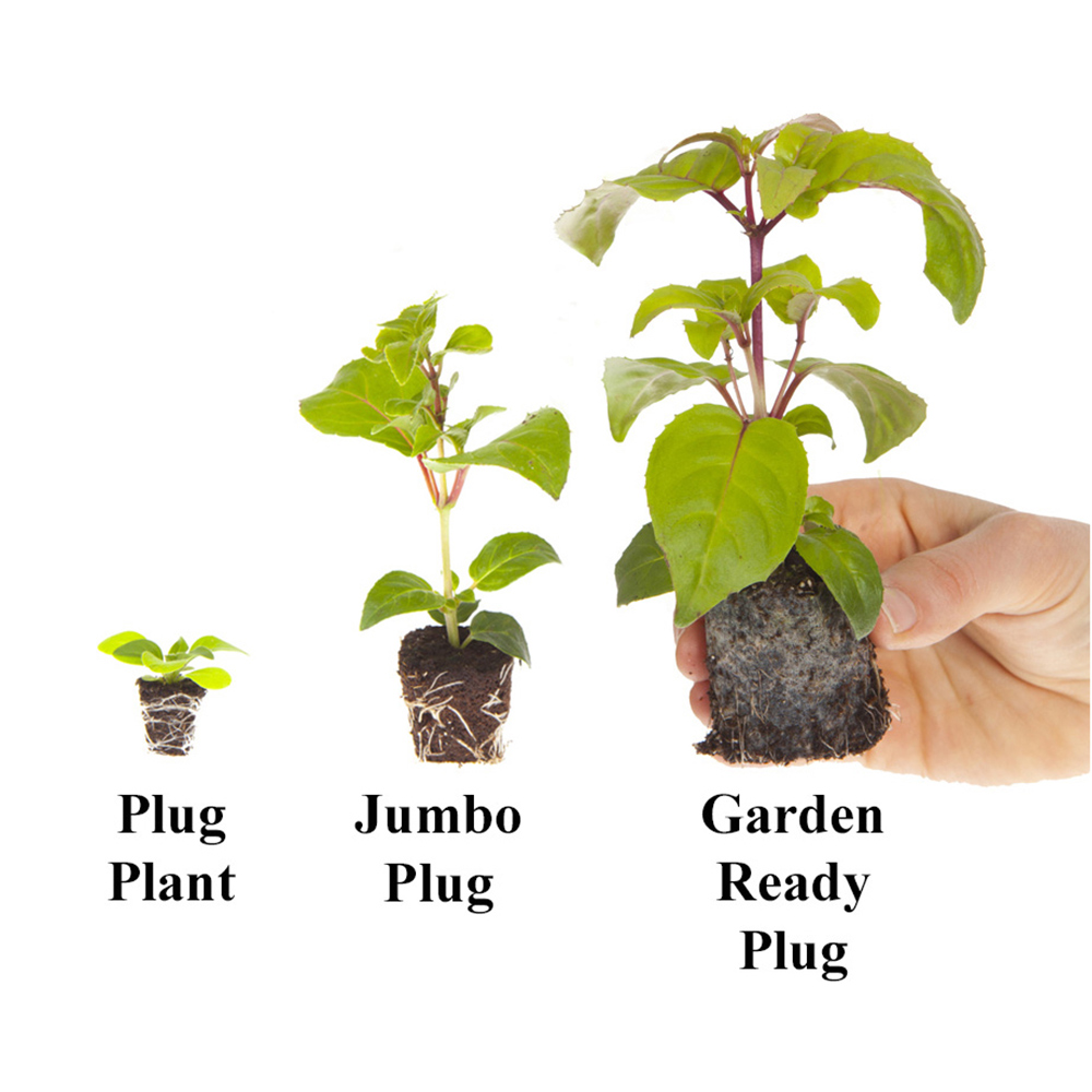 wilko Tumbelina Ruffles Plug Plants 18 Pack Image 5