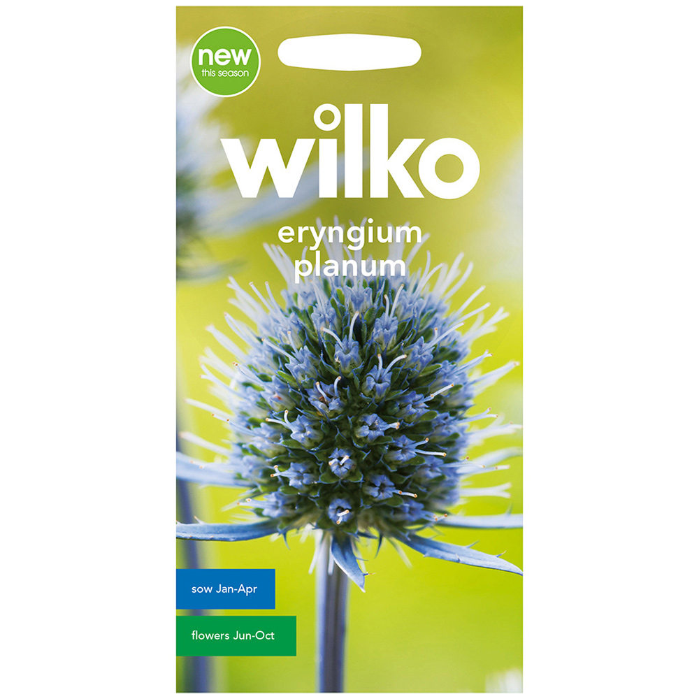 Wilko Eryngium Planum Seed Image 2