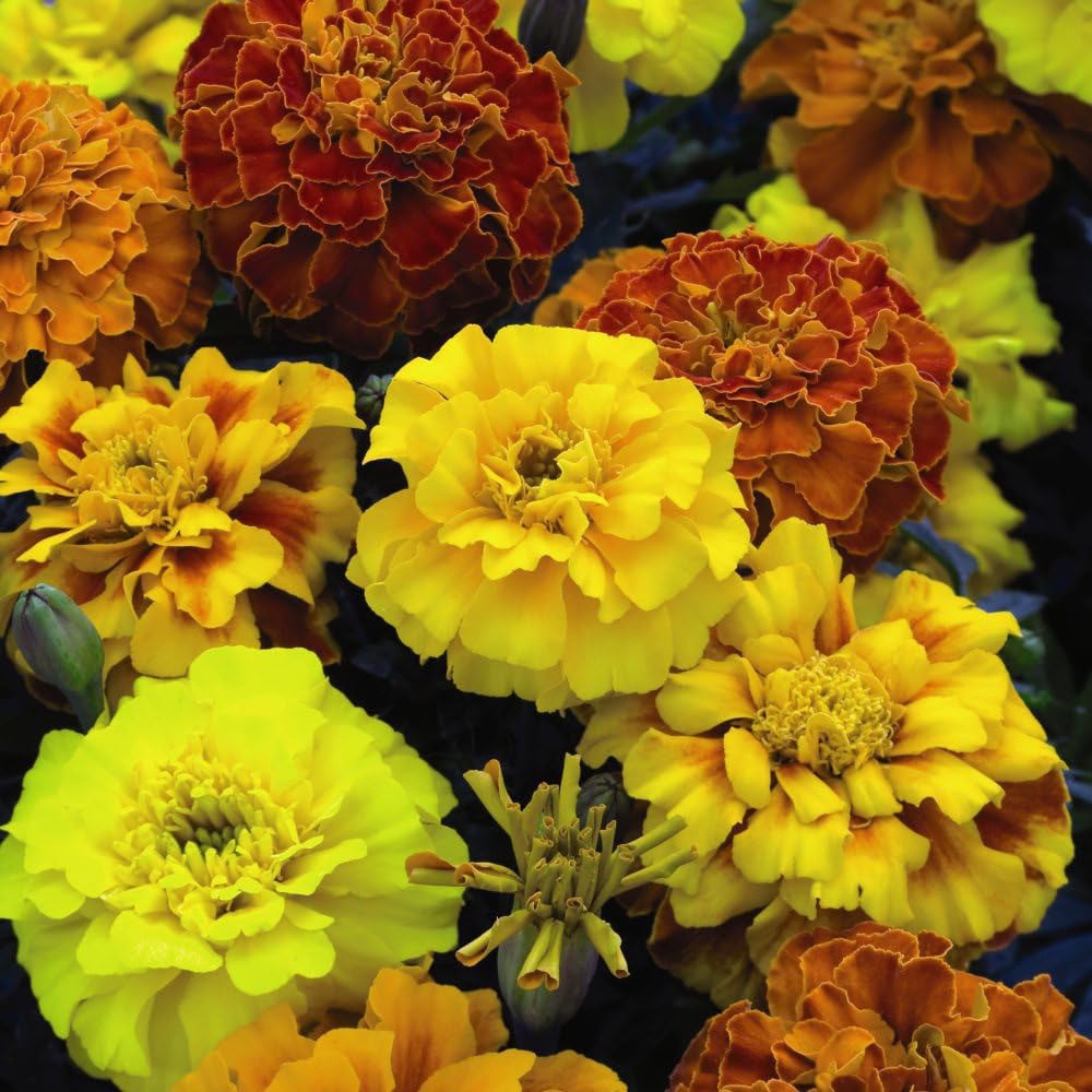 Thompson and Morgan Garden Ready Bedding Collection Garden Ready Plant 60 Pack Image 2