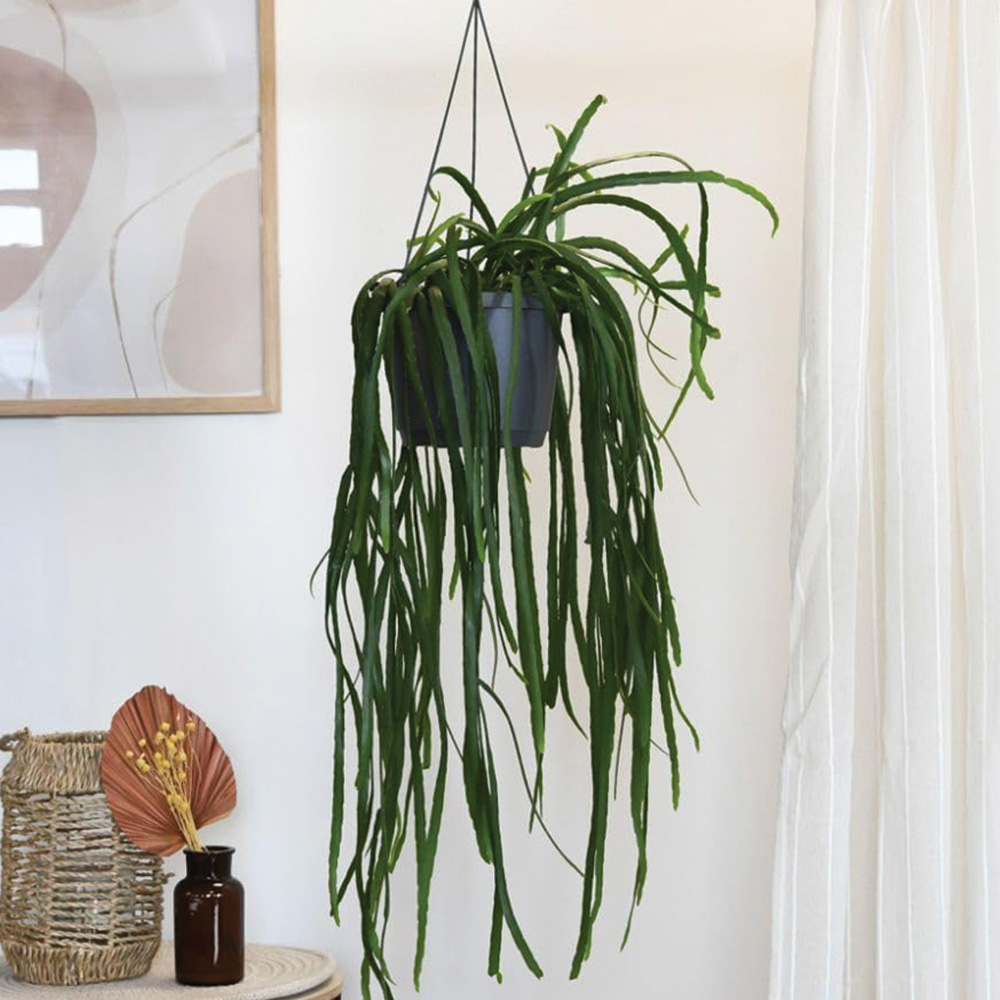 Thompson & Morgan Lepismium Bolivianum Plant in Hanging Basket 17cm 2 Pack Image 1