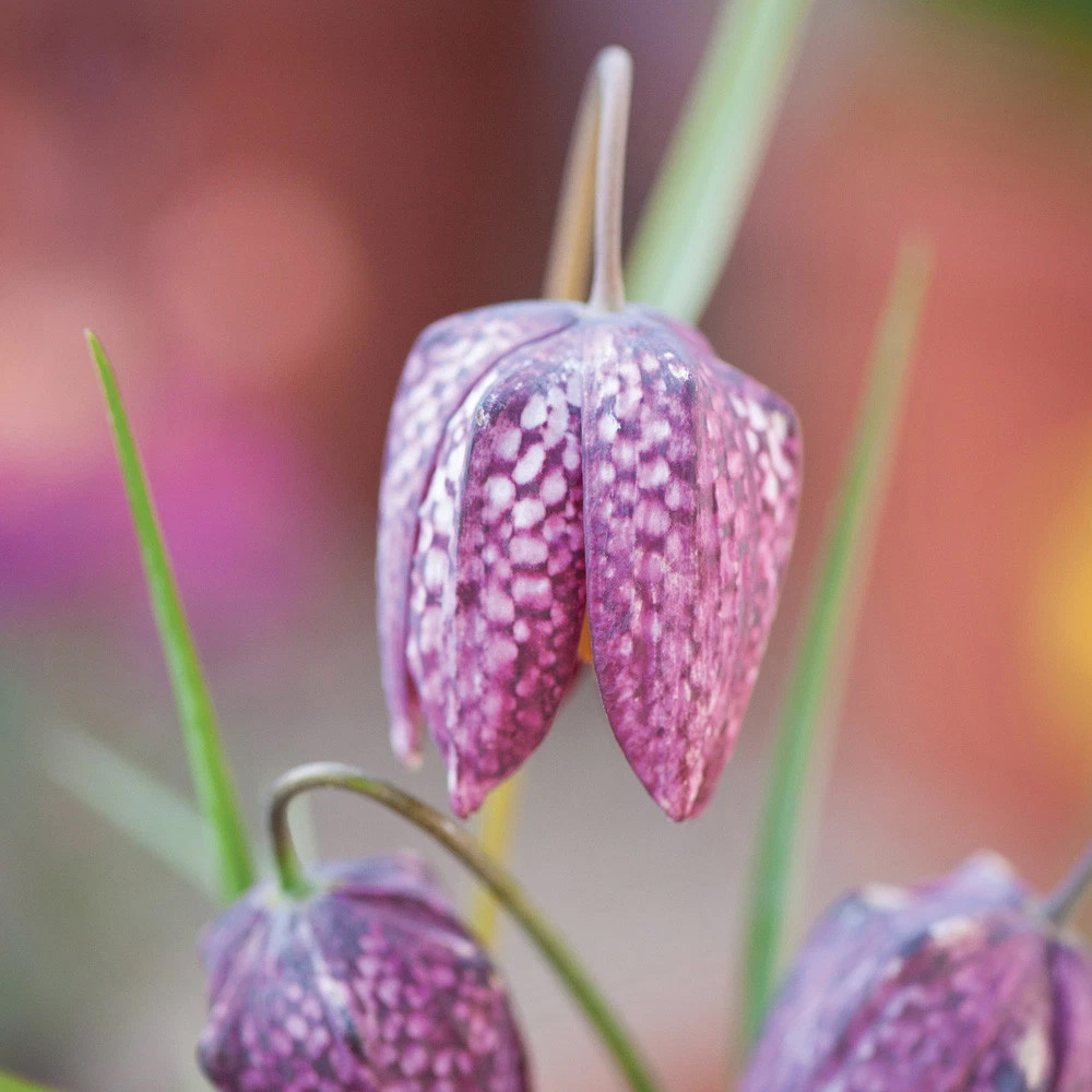 Thompson and Morgan Fritillaria Meleagris Mix Autumn Planting Bulb 40 Pack Image 7