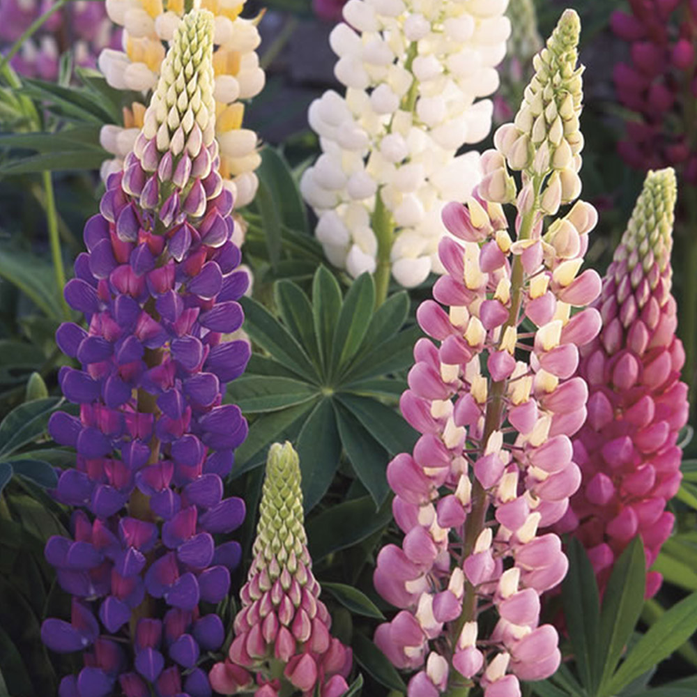 Wilko Lupin Festival Mix Seeds Image 2