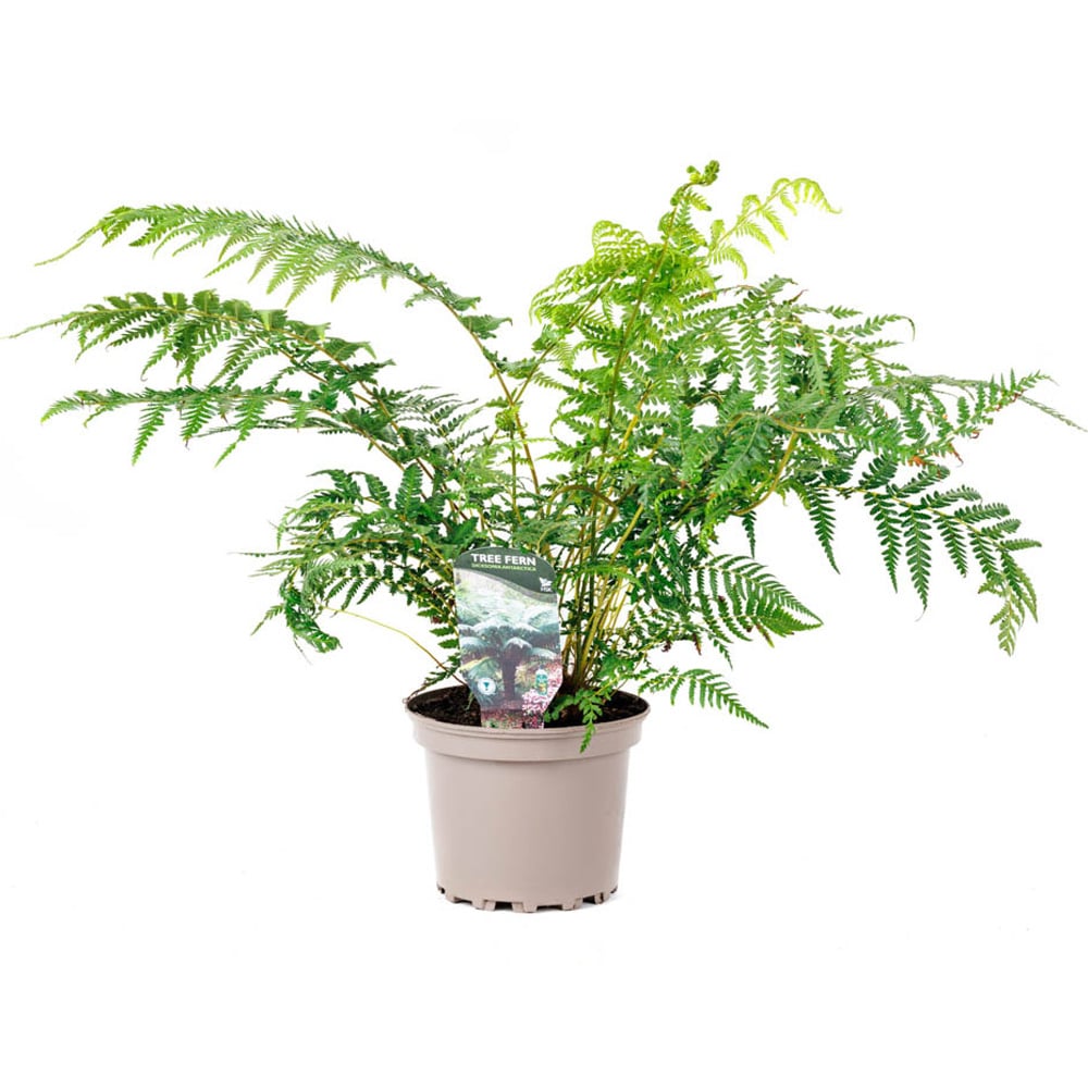 YouGarden Dicksonia Antarctica Fern Tree Pot Image 4