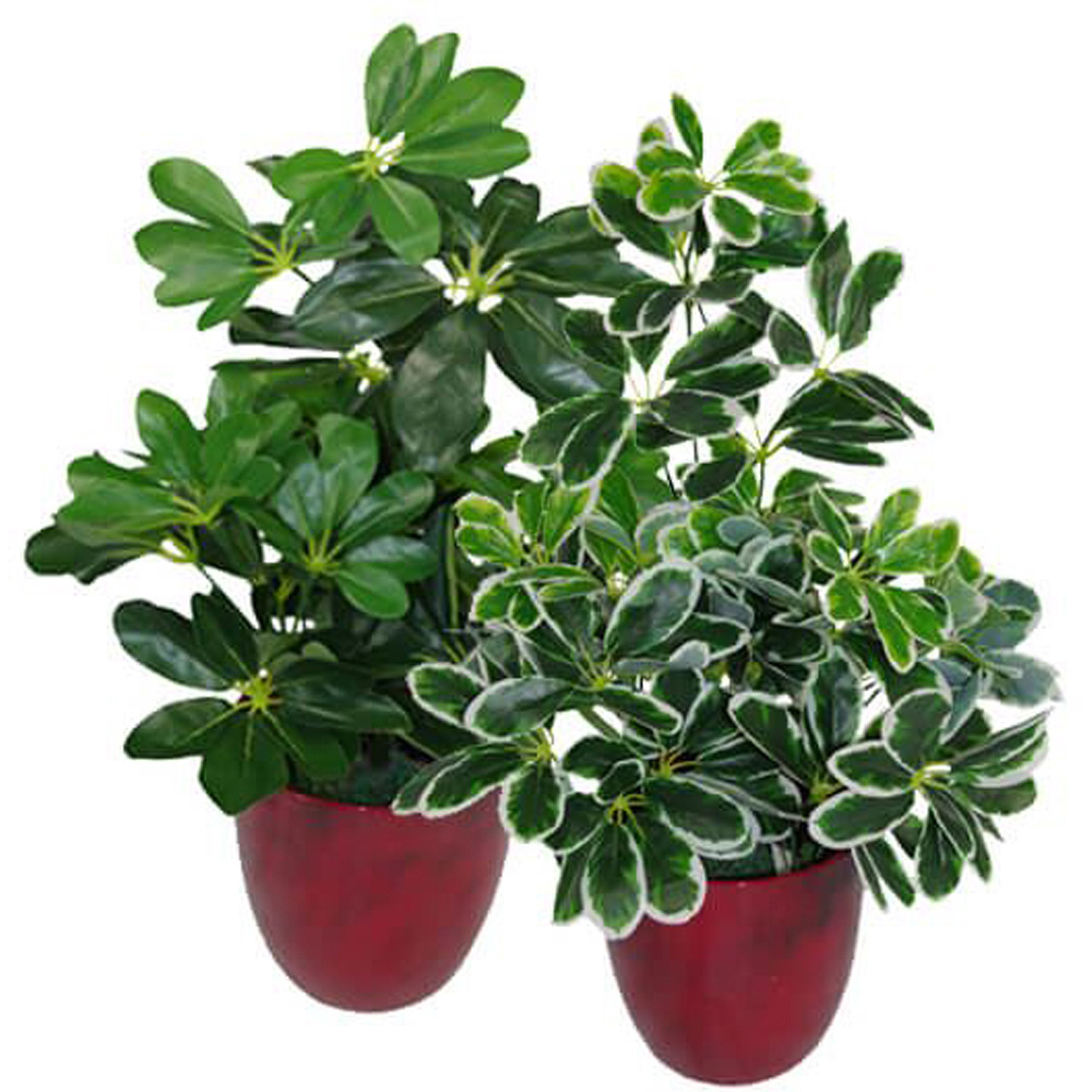 Botanik Dark Arboricola Plant Umbrella Artificial Tree 55cm Image 2