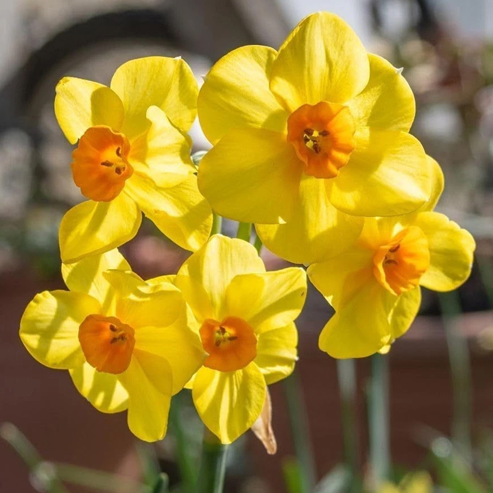 Thompson and Morgan Daffodil Jonquilla Martinette Planting Bulb 32 Pack Image 1