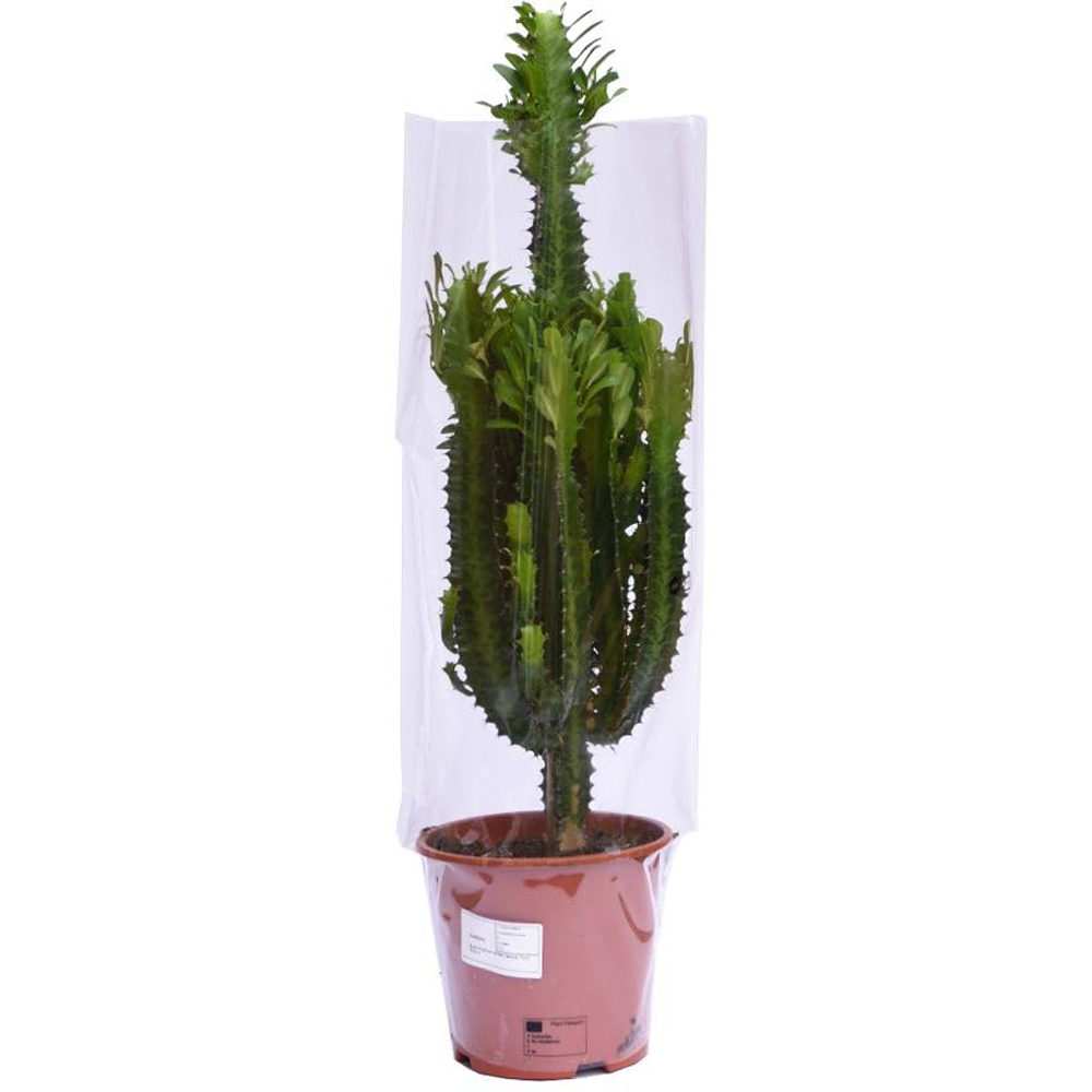 Thompson and Morgan Euphorbia Acruensis Cactus Plant Pot 17cm 2 Pack Image 2