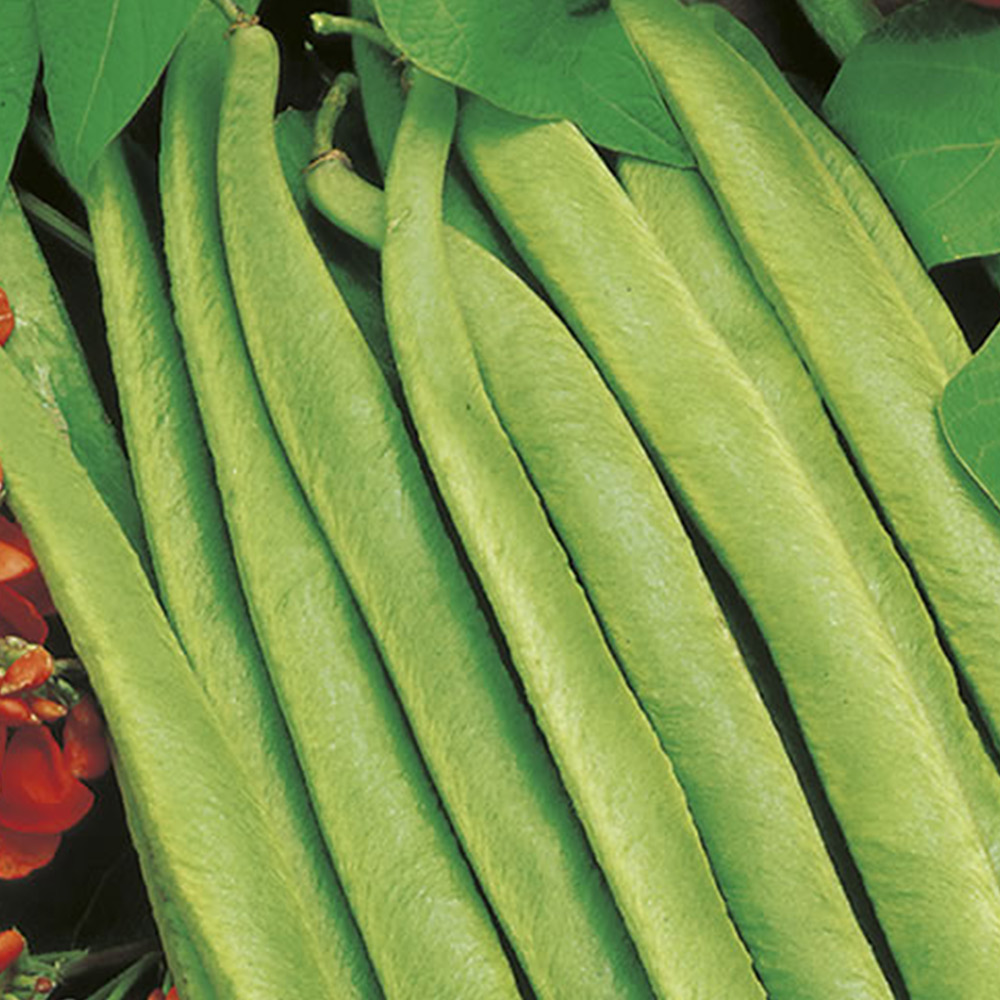 Johnsons Runner Bean Lady Di Seeds Image 2