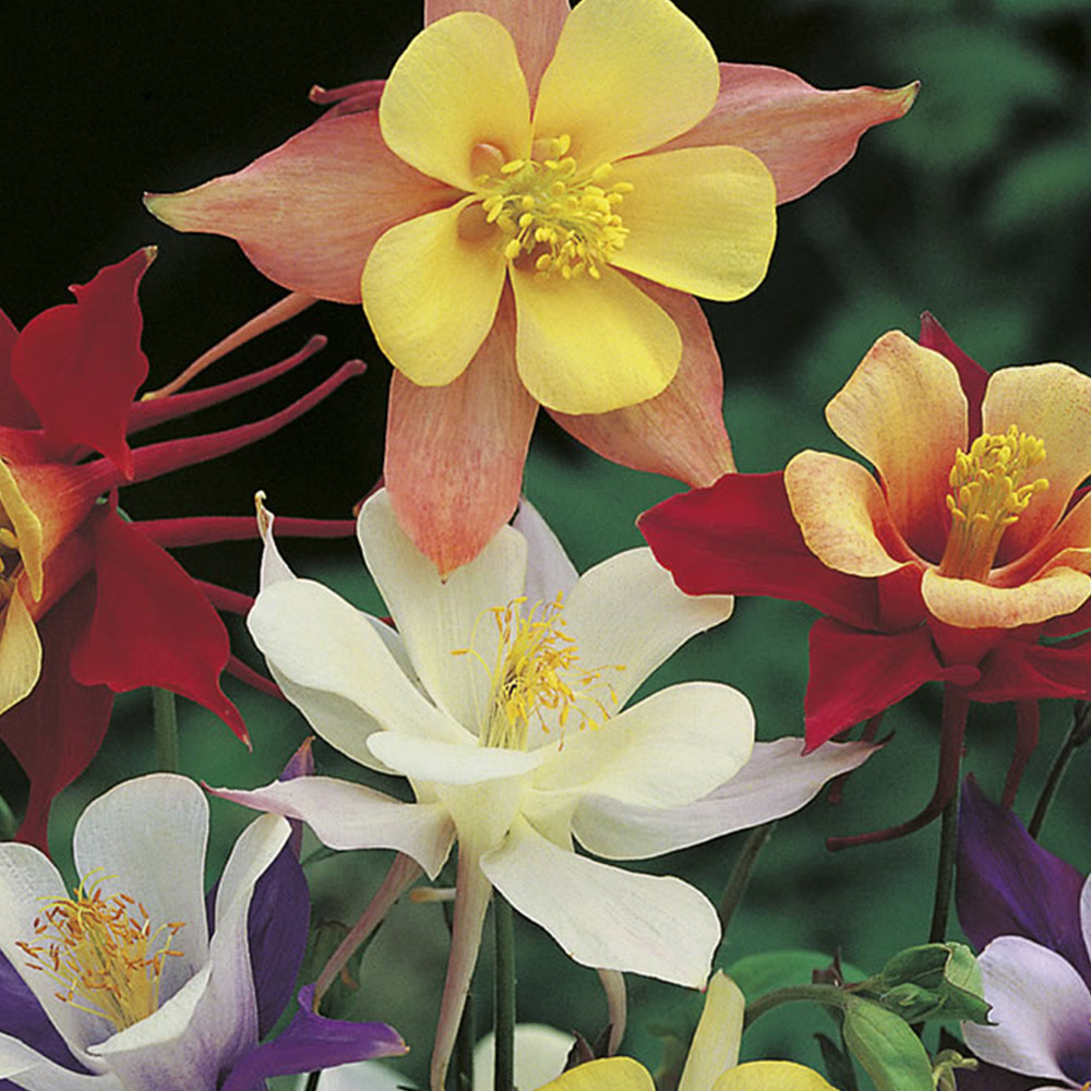 Wilko Aquilegia Mckana Giant Mix Seeds Image 2