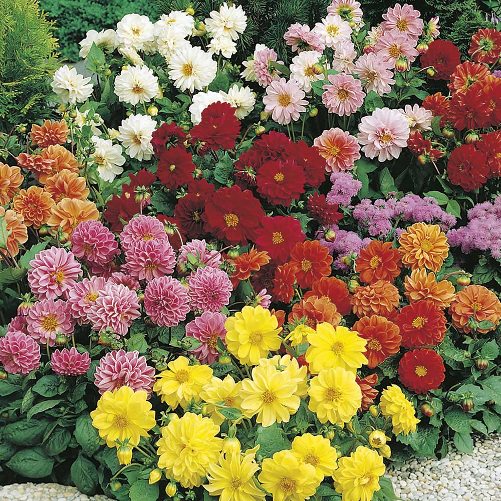 Johnsons Dahlia Figaro Mix Seeds Image 1