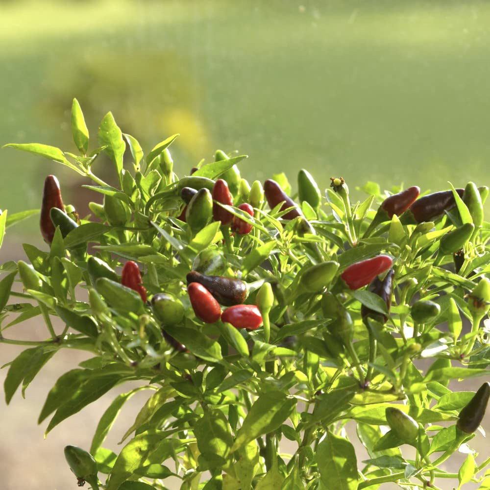 Thompson & Morgan Pepper Chilli Windowsill Fiery Flames Potted Plant 13cm Image 3