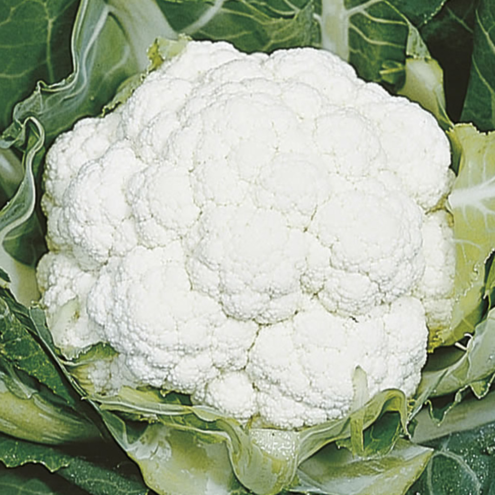 Wilko Cauliflower All Year Round Seeds Image 2