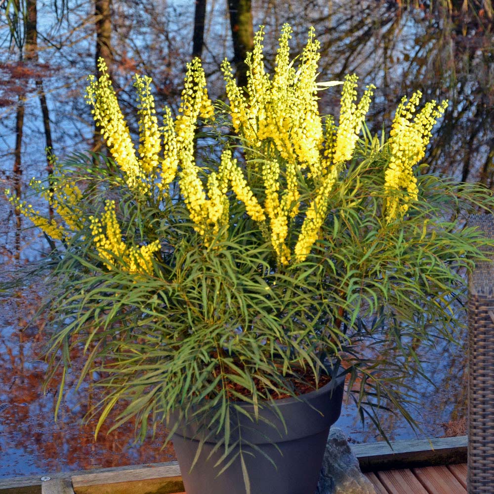 Wilko Mahonia Soft Caress Plant 19cm Pot Image 1