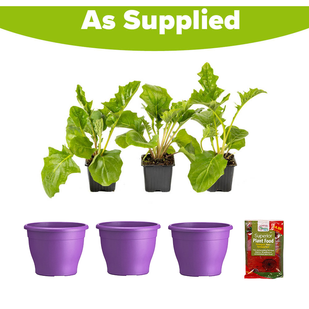 YouGarden Purple Gerbera Sunshaper Collection Plant Pot with Fertiliser 3 Pack Image 5