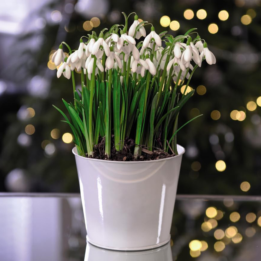 Thompson and Morgan Christmas Gift Snowdrops Plant in Cream Zinc Pot 13cm Image 1