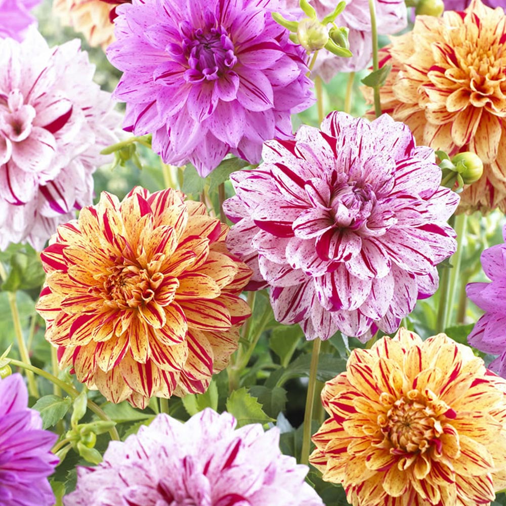 Wilko Dahlia Speckled Mix Spring Planting Bulbs 3 Pack Image
