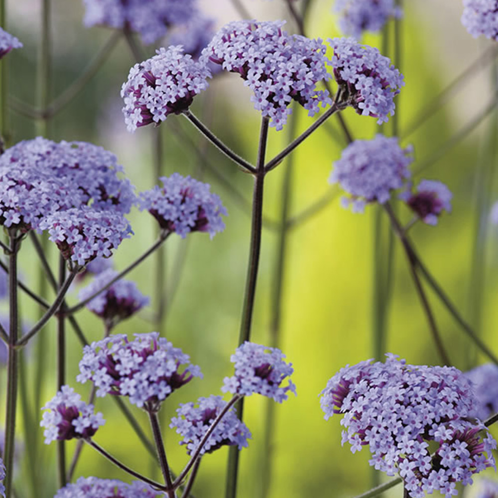 Johnsons Verbena Bonariensis Seeds Image 2