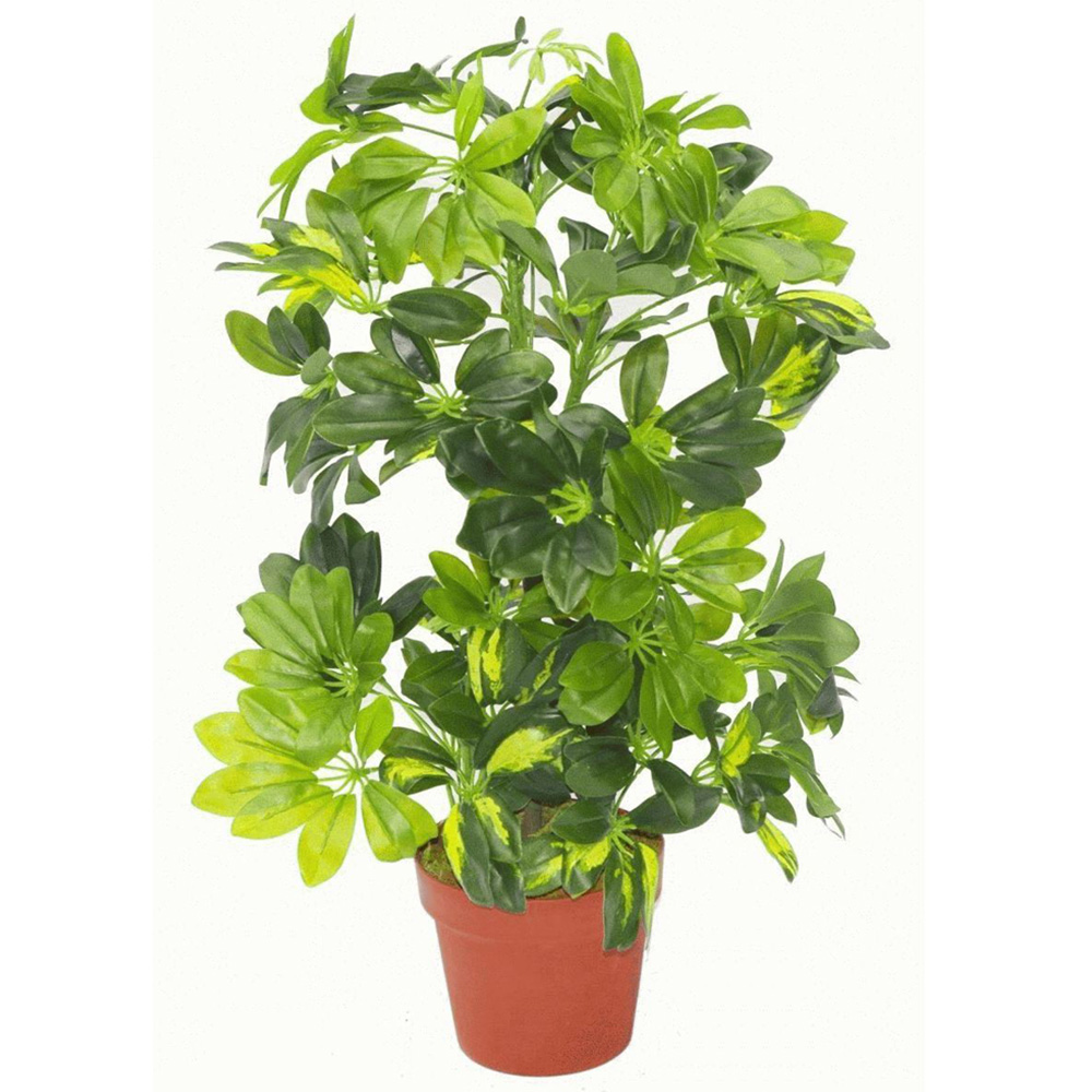 Leaf Gold Capella Arboricola Artificial Plant in Pot 75cm Image 2