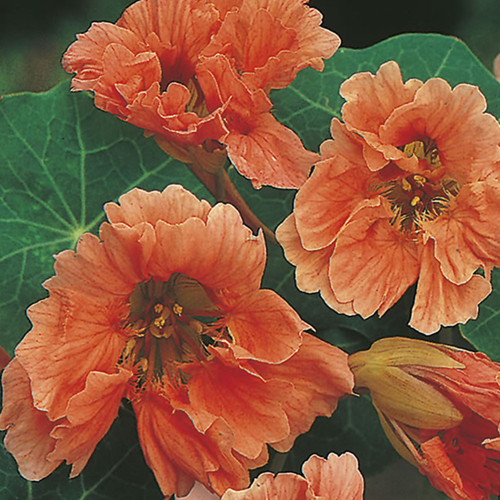 Johnsons Nasturtium Salmon Baby Seeds Image 2