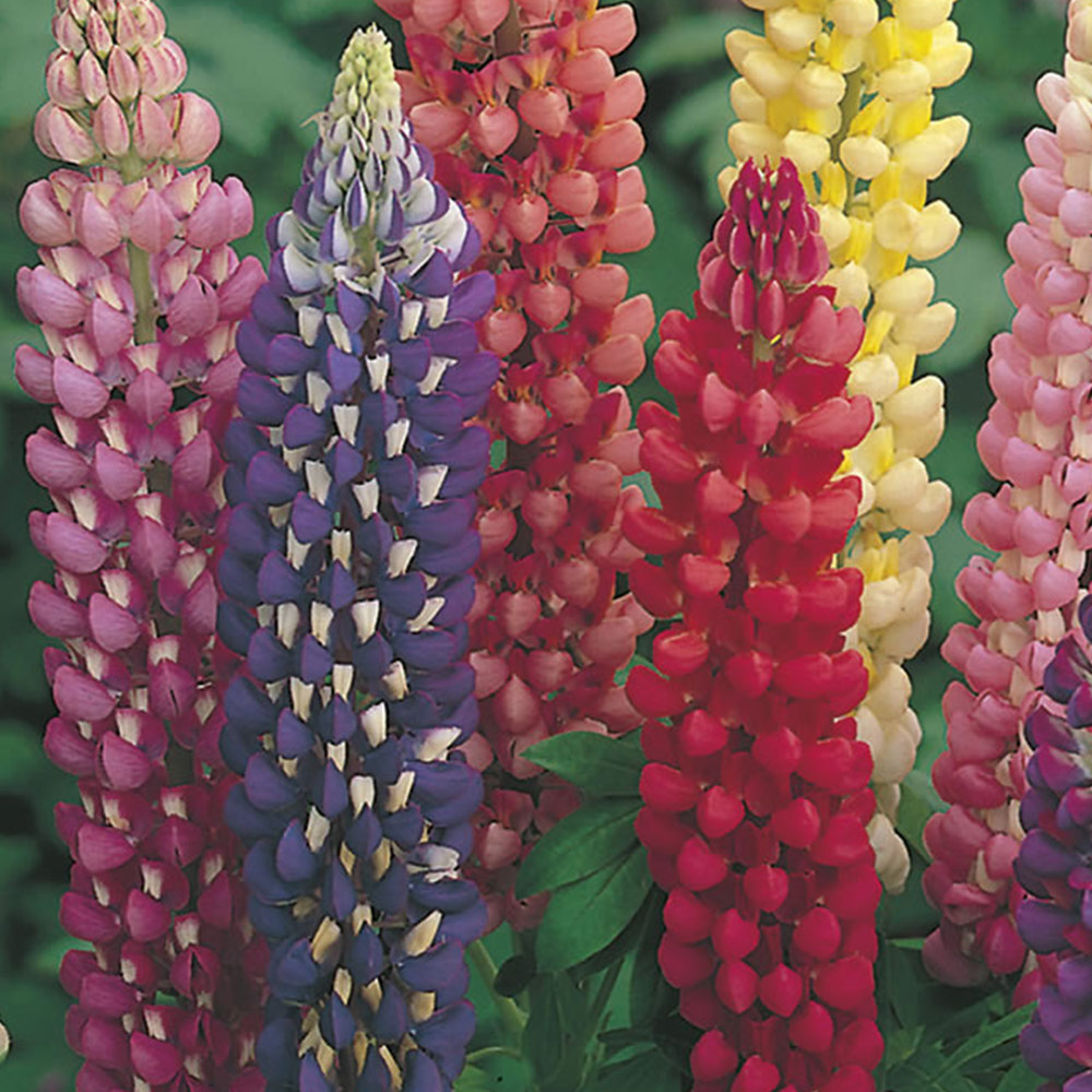 Johnsons Lupin Russell Hybrid Flower Seeds Image 2