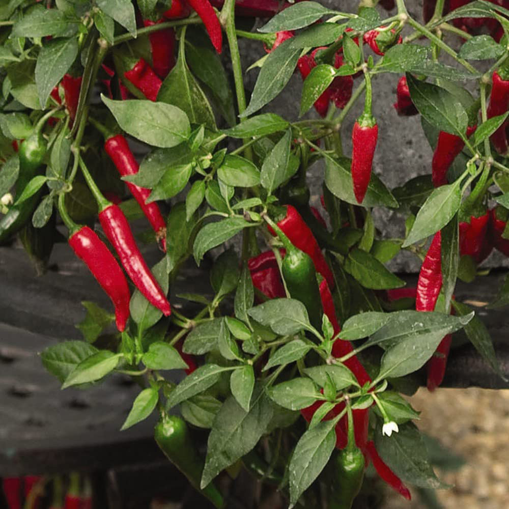 Thompson and Morgan Pepper Chilli Cayennetta Seeds Image 1