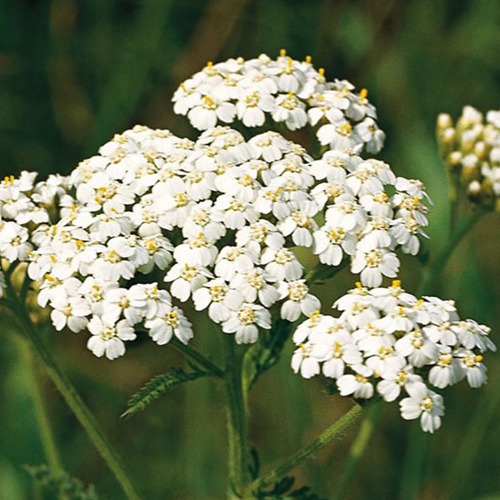 Wilko Achillea Yarrow Seeds Image 2