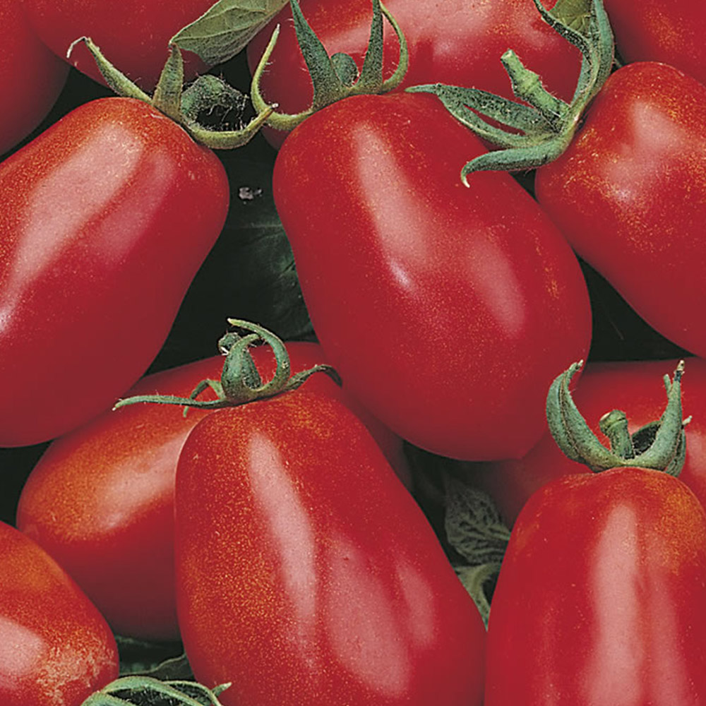 Johnsons Tomato Roma VF Seeds Image 2