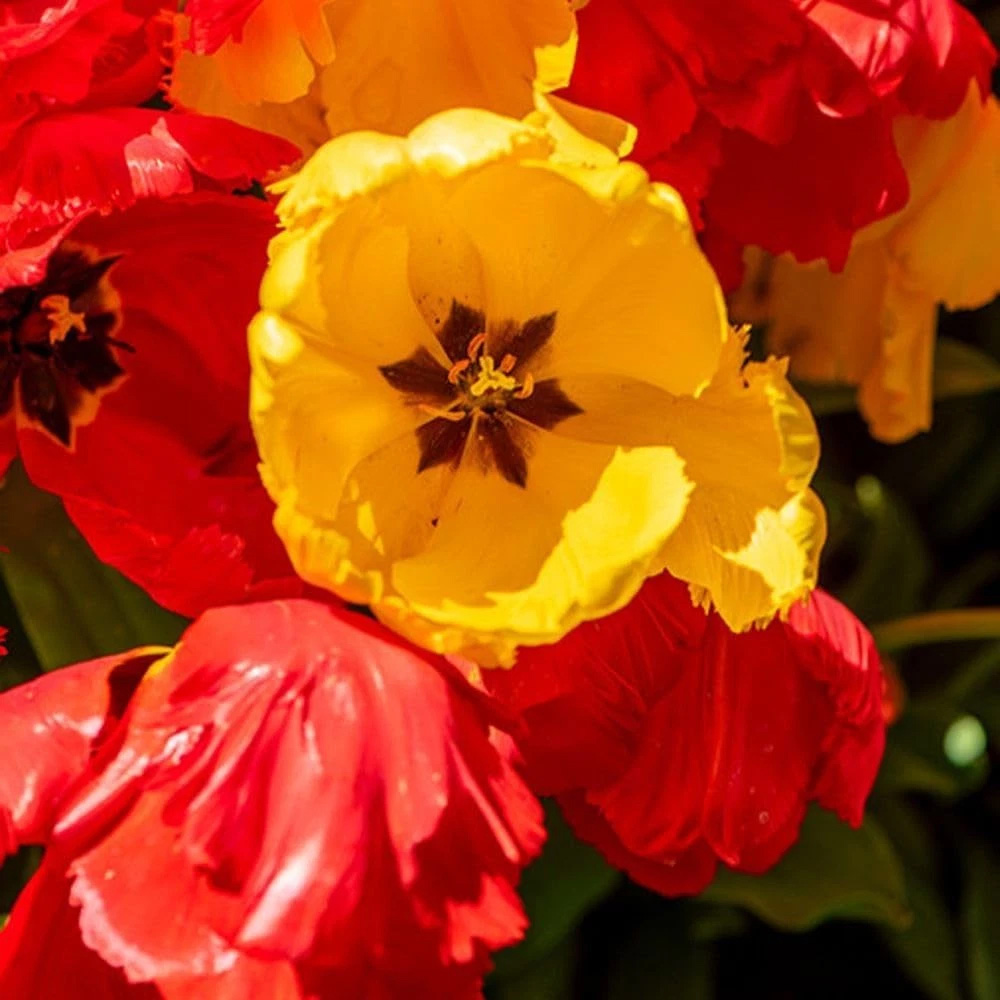 Thompson and Morgan Tulip Giant Phoenix Mixed Planting Bulb 32 Pack Image 1