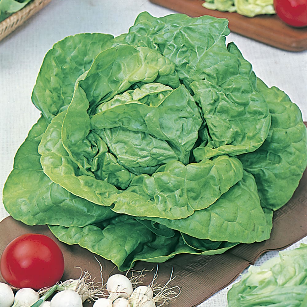 Wilko Lettuce All Year Round Seeds Image 1