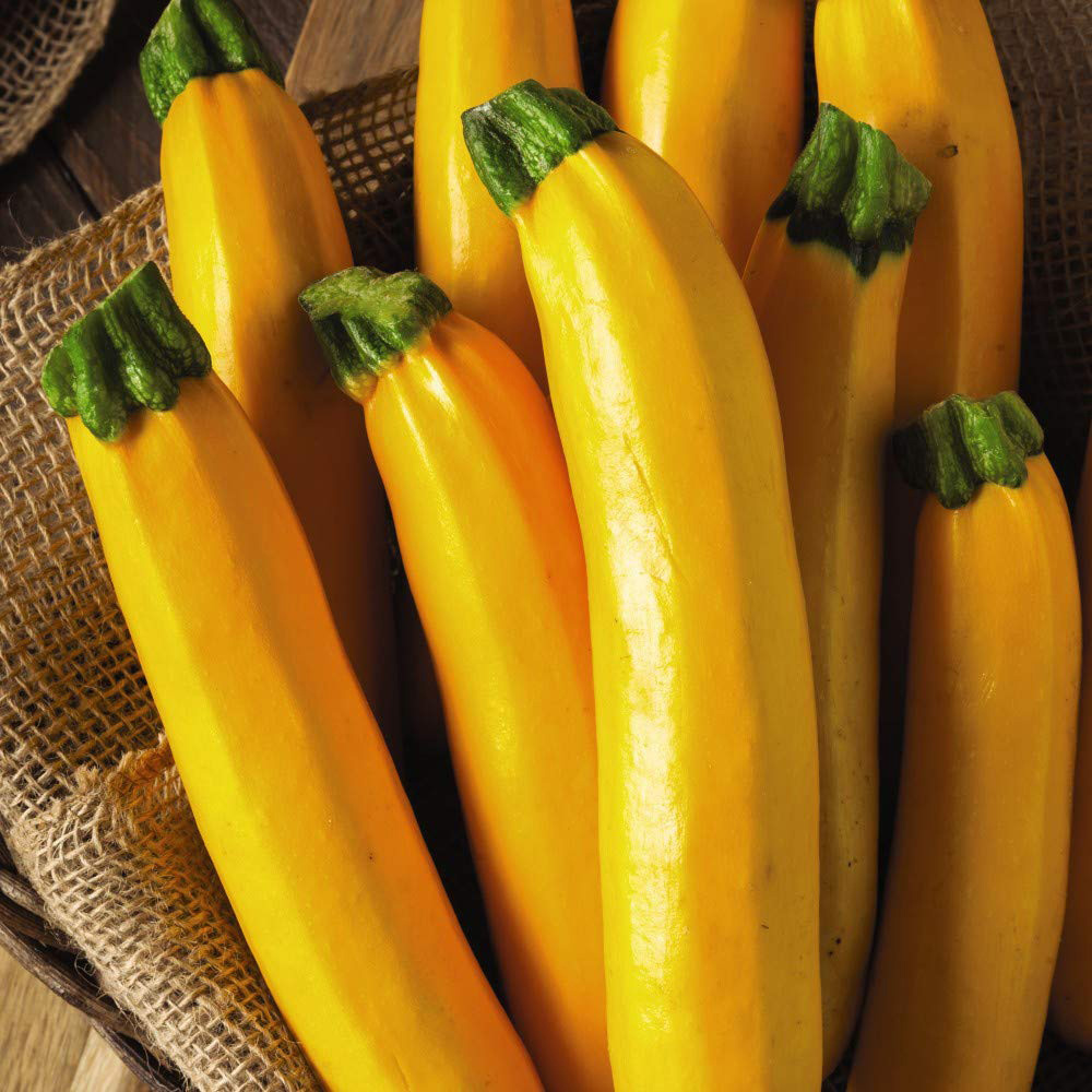 Thompson and Morgan Courgette Parador F1 Hybrid Seeds Image 2
