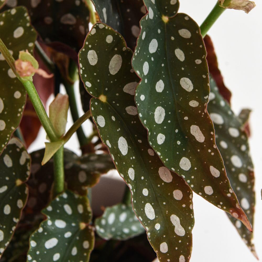 Thompson & Morgan Begonia Maculata Potted Plant 12cm 2 Pack Image 3