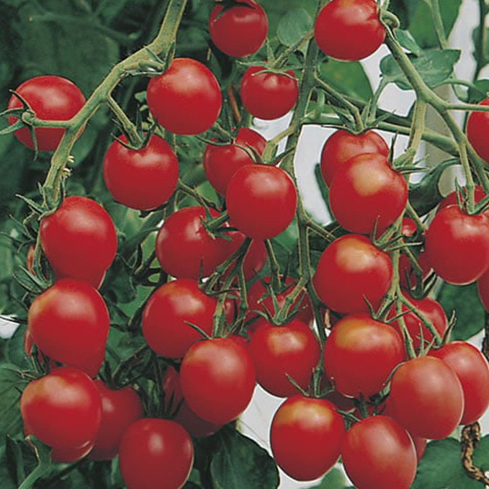 Johnsons Tomato Gardeners Delight Seeds Image 2