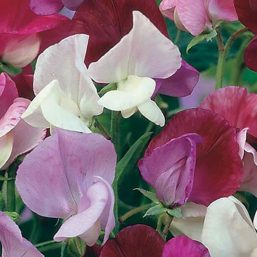 Wilko Sweet Pea Old Fashioned Mixed Seeds Image 2