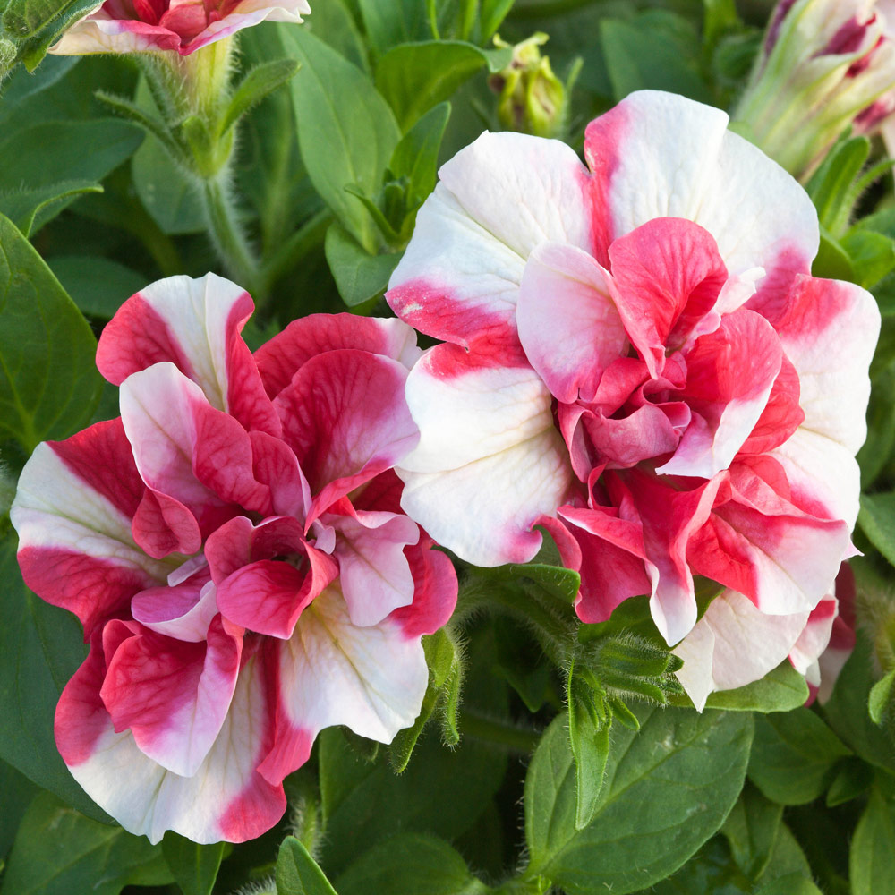 YouGarden Tumbelina Ruffles Collection Plug Plant 18 Pack Image 2