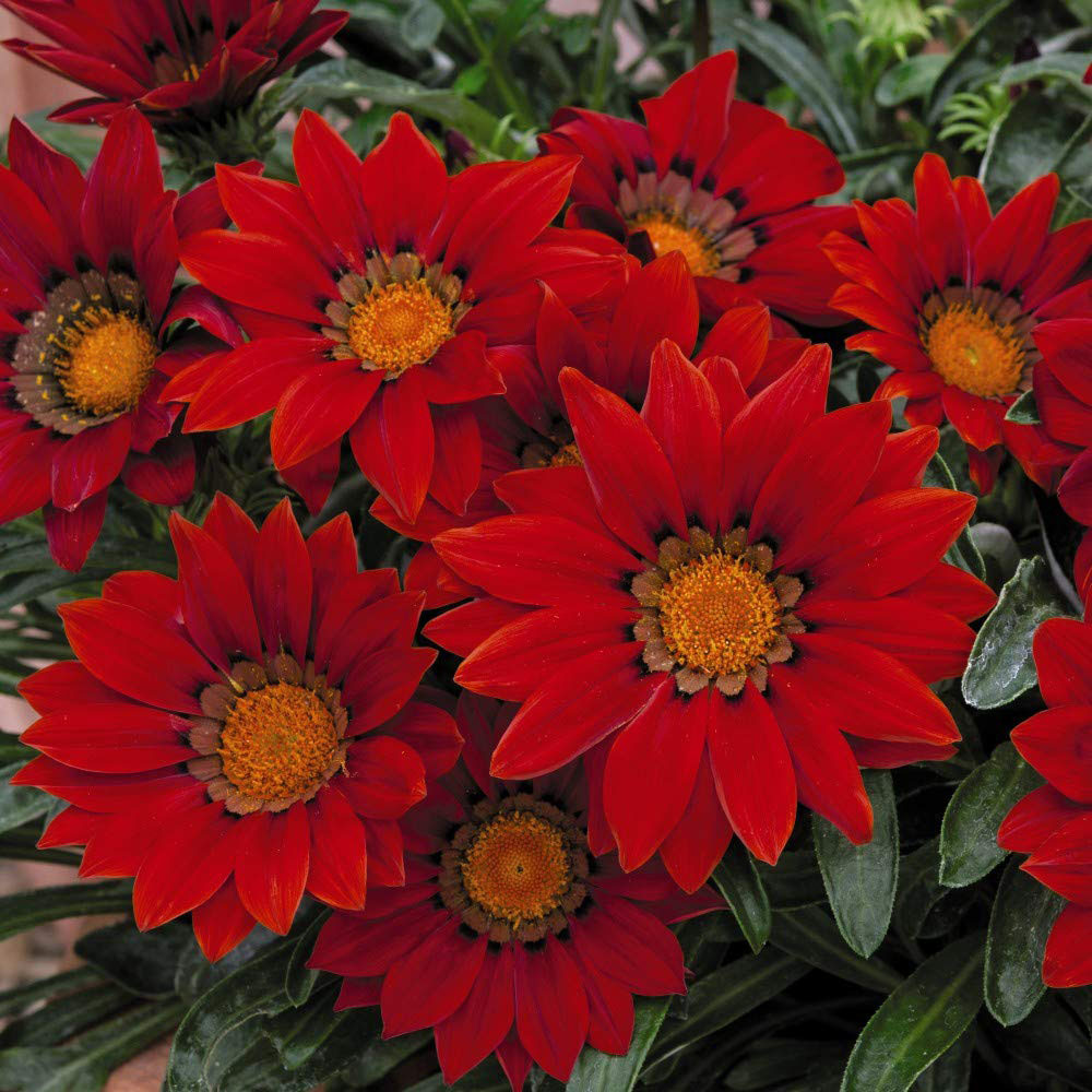 Thompson and Morgan Gazania Daybreak Red Shades Garden Ready Plant 30 Pack Image 2