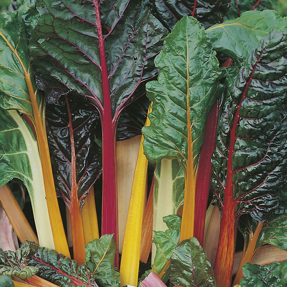 Johnsons Chard Bright Lights Seeds Image 1