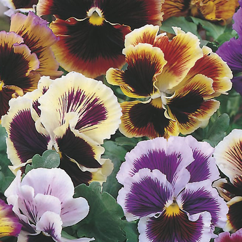 Johnsons Pansy Rococo Mix Flower Seeds Image 2