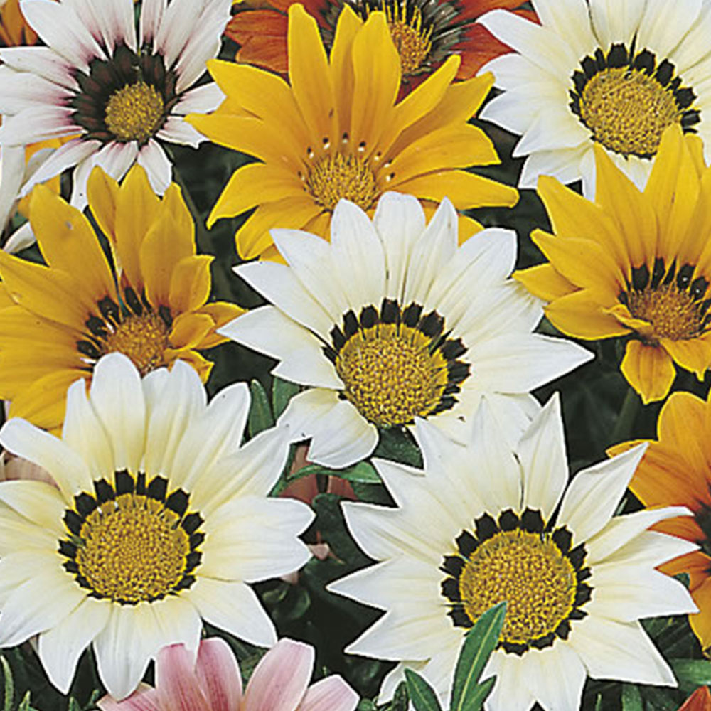 Wilko Gazania Sunshine Mix Flower Seeds Image 2