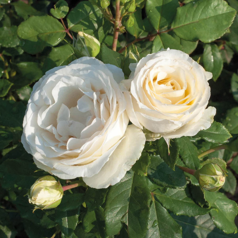 YouGarden Rose Old English Collection Plant in Pot 4.5L 2 Pack Image 3