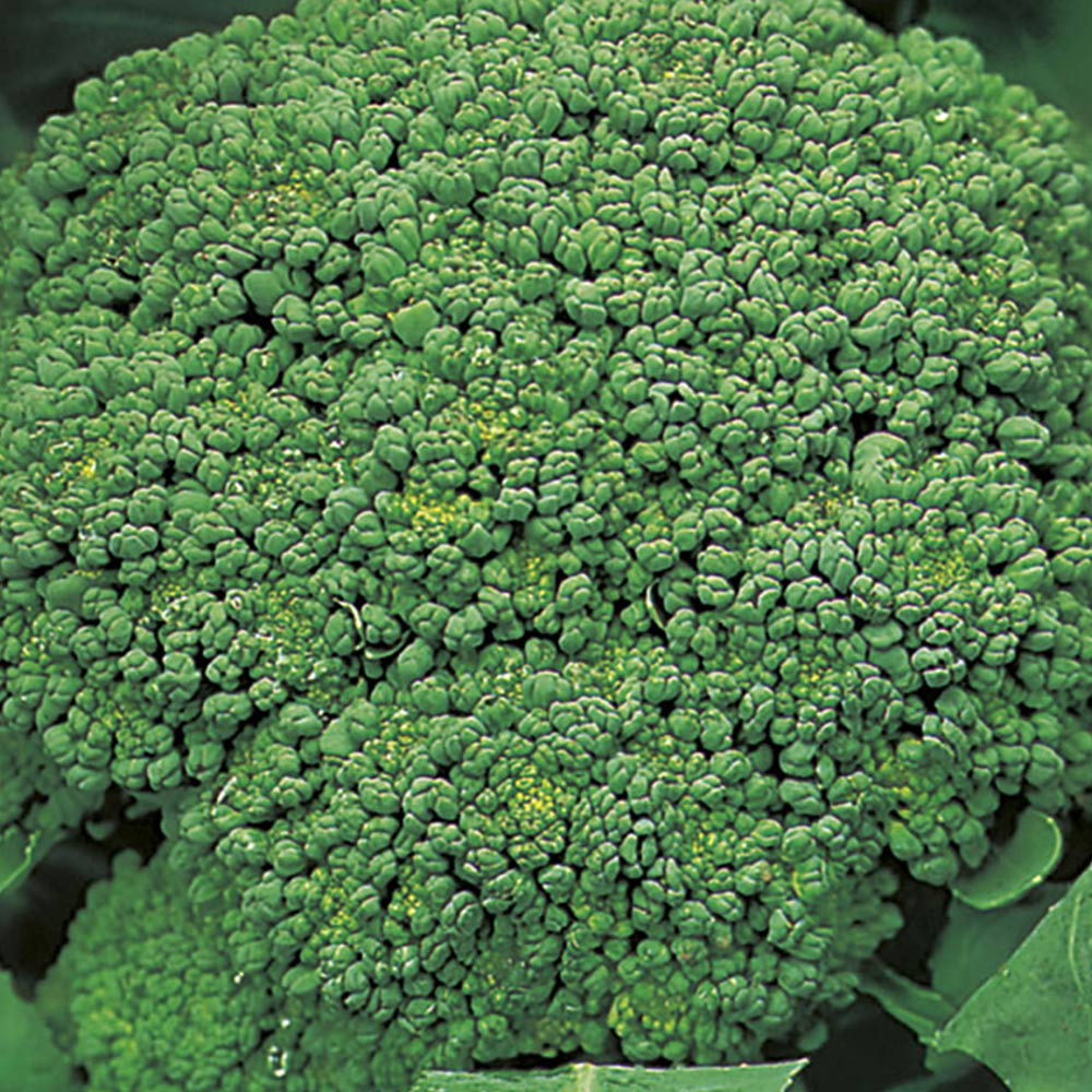 Wilko Broccoli Autumn Calabrese Seeds Image 2