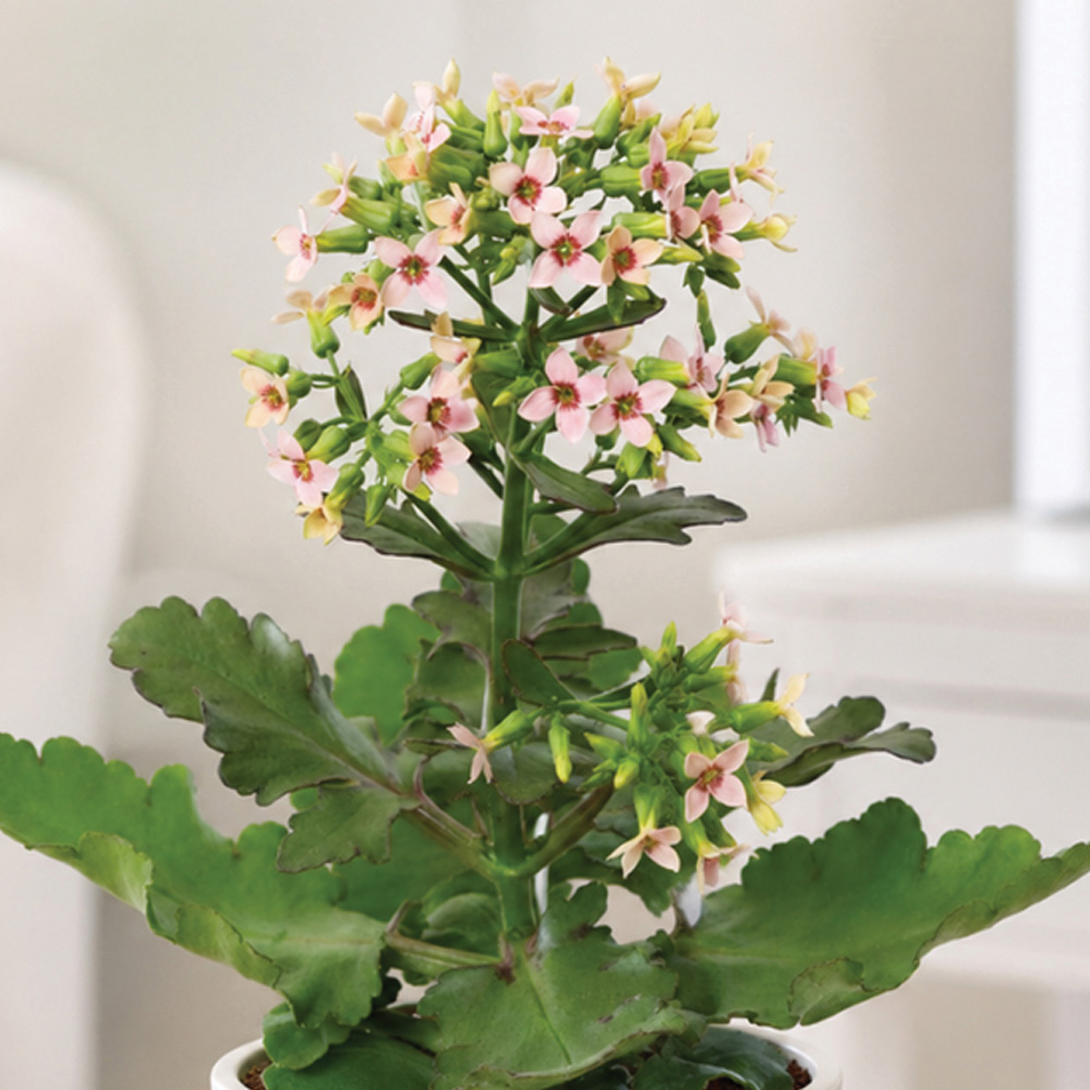 Thompson & Morgan Pink Kalanchoe Blossfeldiana Feminine Plant Pot 14cm 2 Pack Image 1