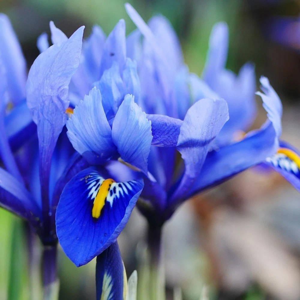 Thompson and Morgan Iris Reticulata Autumn Planting Bulb 80 Pack Image 3