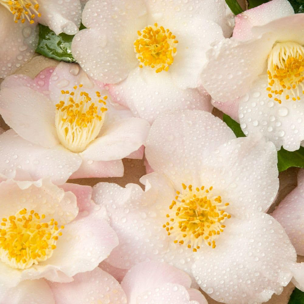 Thompson and Morgan Camellia Japonica Winter Perfume Pearl Plant Pot 15cm Image 1
