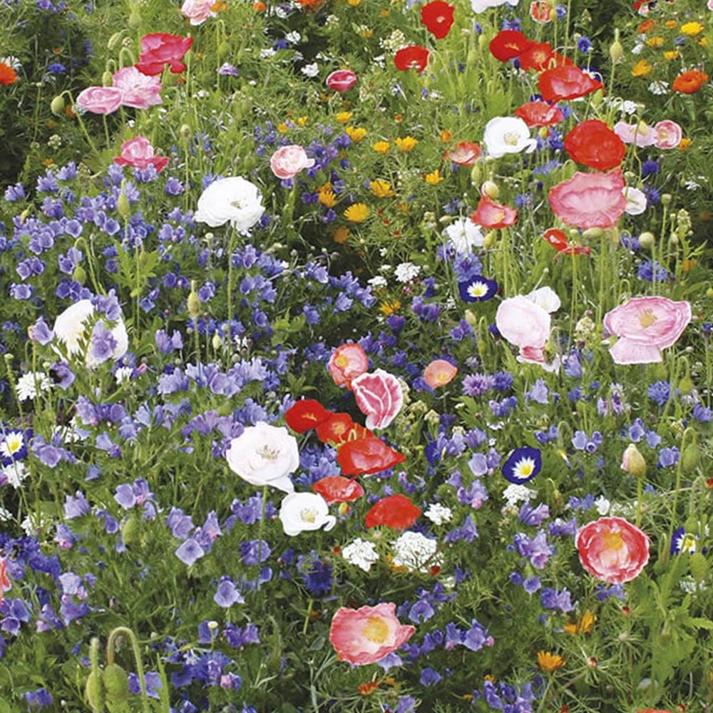 Johnsons' Mixed Annuals Carrie Ann Seeds Image 2